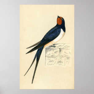 Antique Print of a Swallow