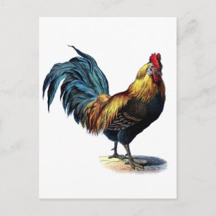Antique Print Vintage Rooster Cockerel Postcard
