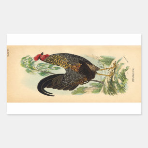 Antique Print Vintage Rooster Cockerel Rectangular Sticker
