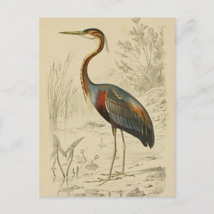 Antique Purple Heron Travies Edouard Print Holiday Postcard