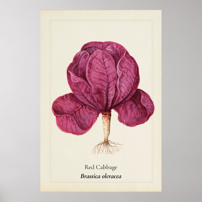 Antique Red Cabbage Botanical Illustration Wall Ar Poster (Front)