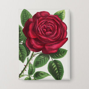 Antique Rose Lithograph, François-Frédéric Grobon