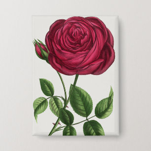 Antique Rose Lithograph, François-Frédéric Grobon
