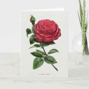Antique Rose Lithograph, François-Frédéric Grobon Card
