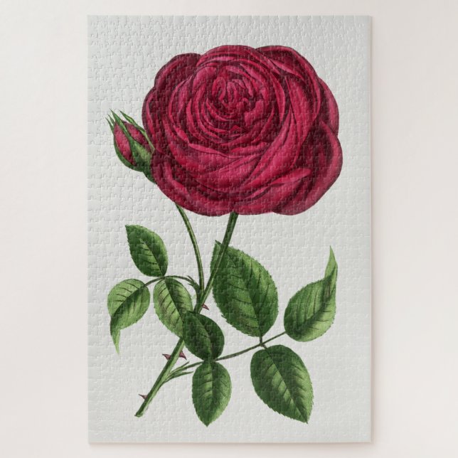 Antique Rose Lithograph, François-Frédéric Grobon Jigsaw Puzzle (Vertical)