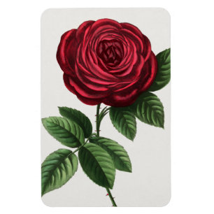 Antique Rose Lithograph, François-Frédéric Grobon Magnet