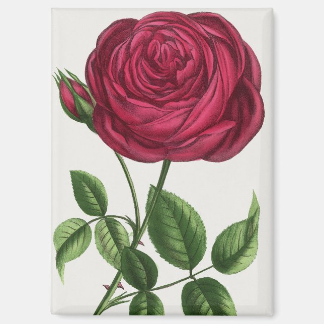 Antique Rose Lithograph, François-Frédéric Grobon Magnet (Front)