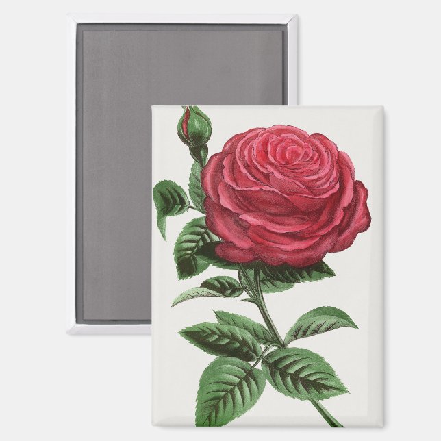 Antique Rose Lithograph, François-Frédéric Grobon Magnet (Front/Back)
