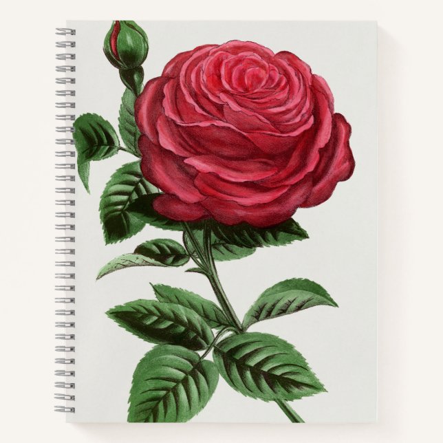 Antique Rose Lithograph, François-Frédéric Grobon Notebook (Front)