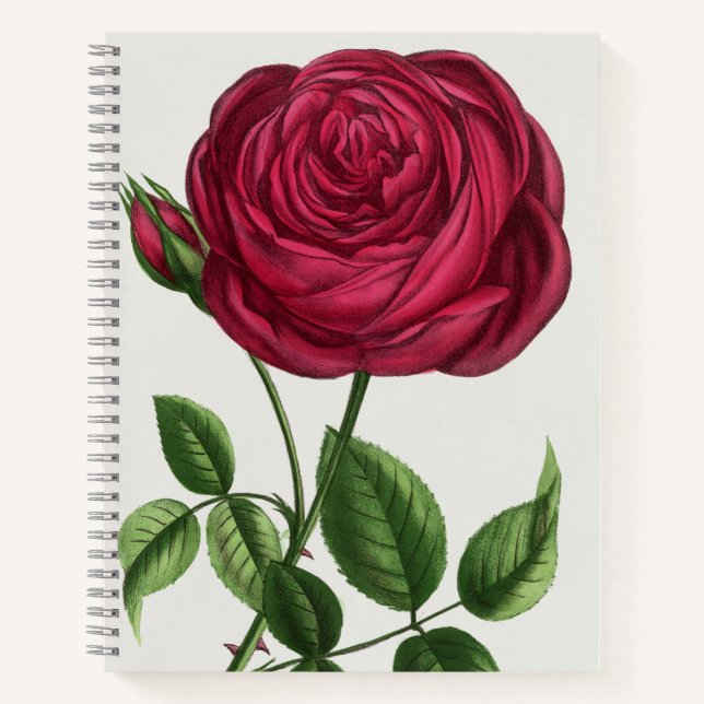 Antique Rose Lithograph, François-Frédéric Grobon Notebook (Front)