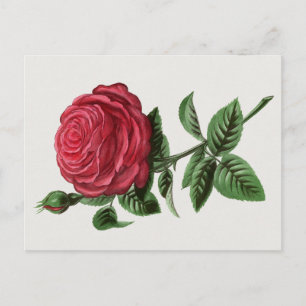 Antique Rose Lithograph, François-Frédéric Grobon Postcard