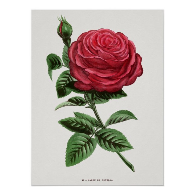 Antique Rose Lithograph, François-Frédéric Grobon Poster (Front)