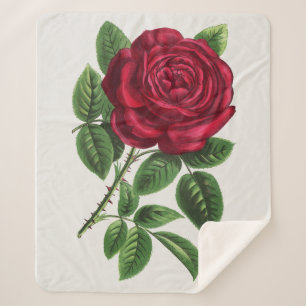 Antique Rose Lithograph, François-Frédéric Grobon Sherpa Blanket
