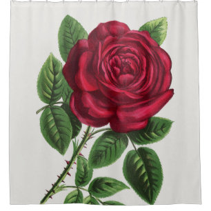 Antique Rose Lithograph, François-Frédéric Grobon Shower Curtain