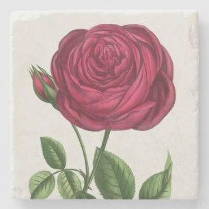 Antique Rose Lithograph, François-Frédéric Grobon Stone Coaster