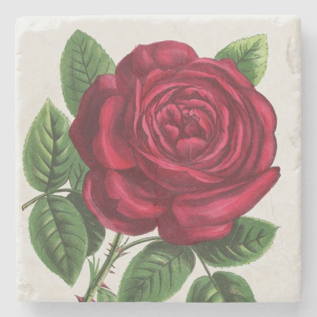 Antique Rose Lithograph, François-Frédéric Grobon Stone Coaster (Front)