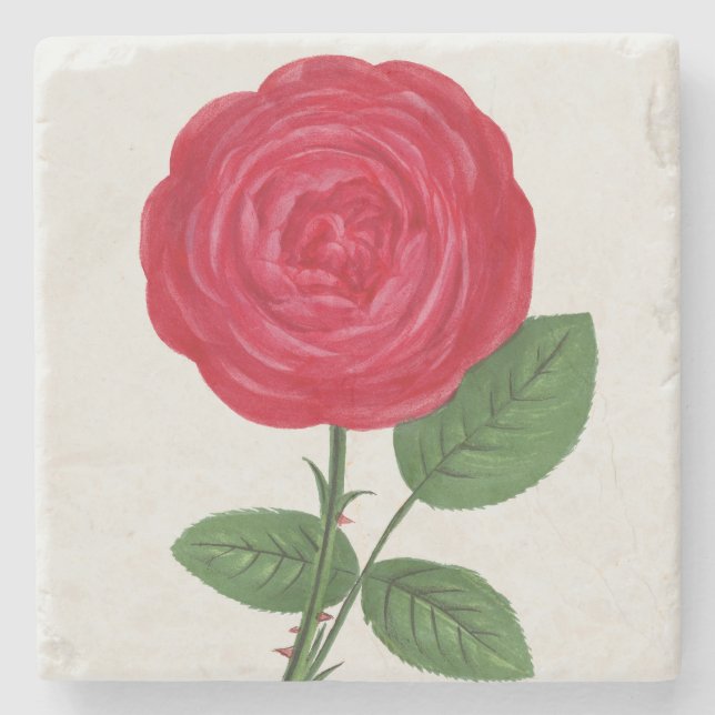 Antique Rose Lithograph, François-Frédéric Grobon Stone Coaster (Front)