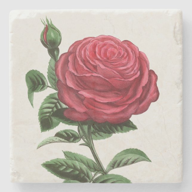 Antique Rose Lithograph, François-Frédéric Grobon Stone Coaster (Front)