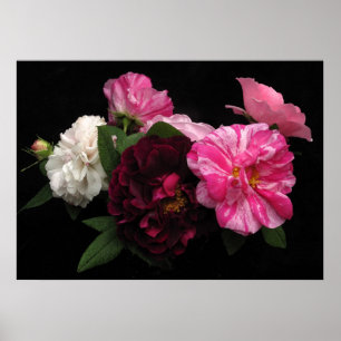 Antique Roses Poster