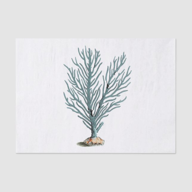 Antique Sea Coral Illustration Tissue Paper (Front)