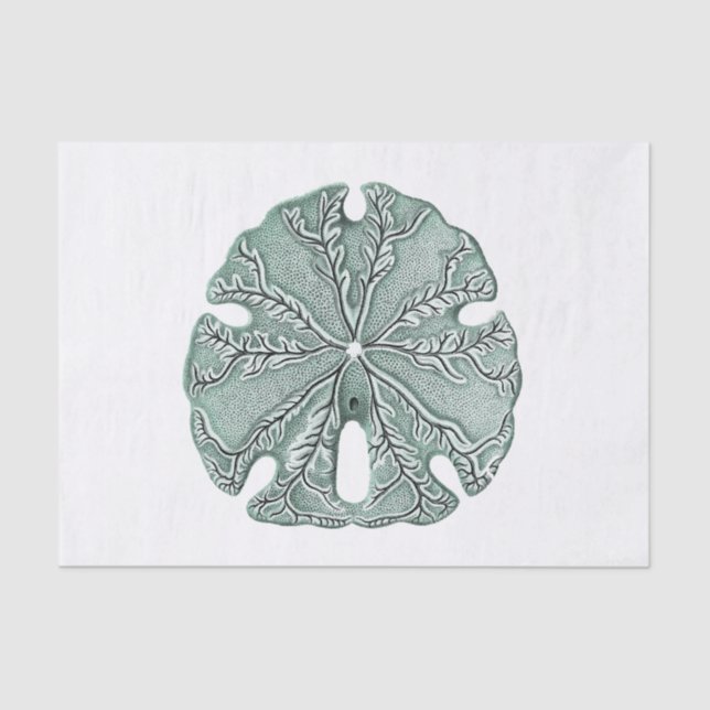 Antique Sea Sand Dollar Illustration Tissue Paper (Front)