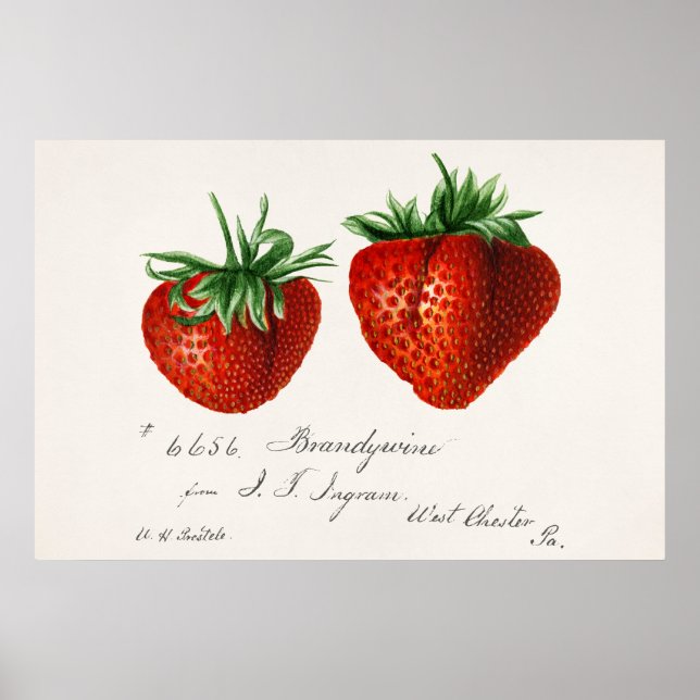 Antique Strawberries Griscom Passmor Poster (Front)
