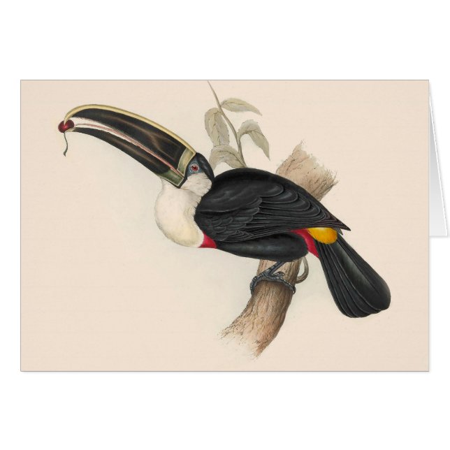 Antique Toucan Bird Wildlife Painting (Front Horizontal)
