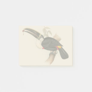 Antique Toucan Bird Wildlife Painting Post-it Notes