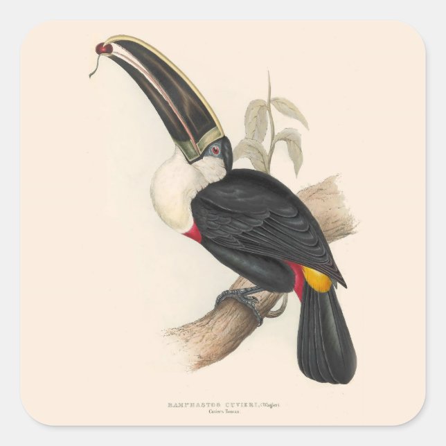 Antique Toucan Bird Wildlife Painting Square Sticker (Front)