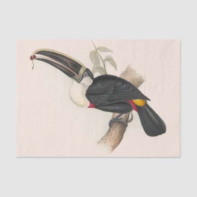 Antique Toucan Bird Wildlife Painting Tissue Paper (Front)