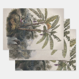 Antique Tropical Banana Tree Forest   Vintage Bota Wrapping Paper Sheet