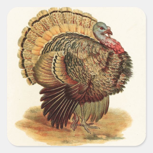 Antique Turkey illustration Thanksgiving Square Sticker (Front)