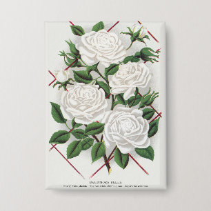 Antique Victorian White Climbing Rose Garden