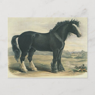 Antique Vintage Black Shire Draught Horse Postcard