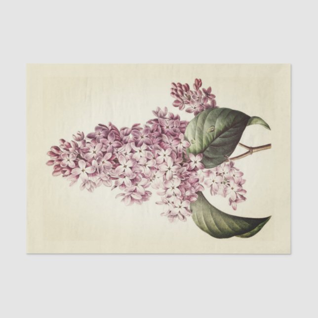 Antique Vintage Botanical Purple Lilac Blossom Tissue Paper (Front)