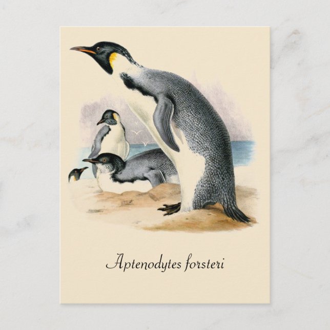 Antique vintage drawing Emperor Penguin Postcard (Front)