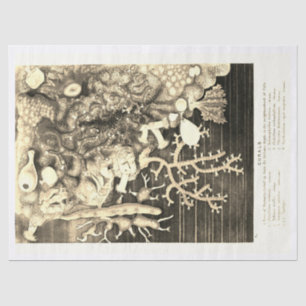 Antique Vintage Ocean Corals Beige Tissue Paper