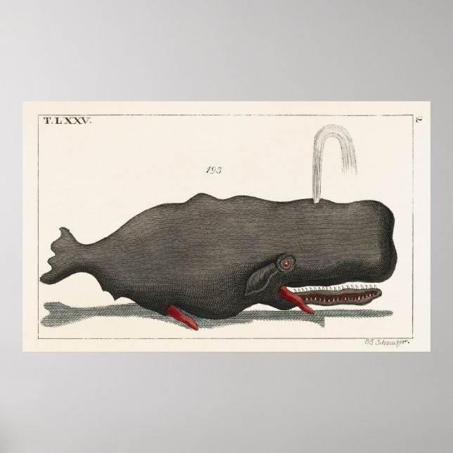 Antique Vintage Whale Woodcut Illustration Art Poster (Front)