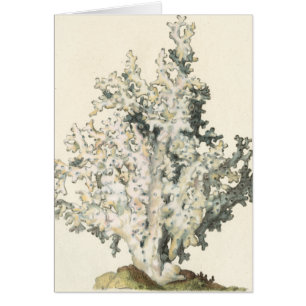 Antique Watercolor Coral