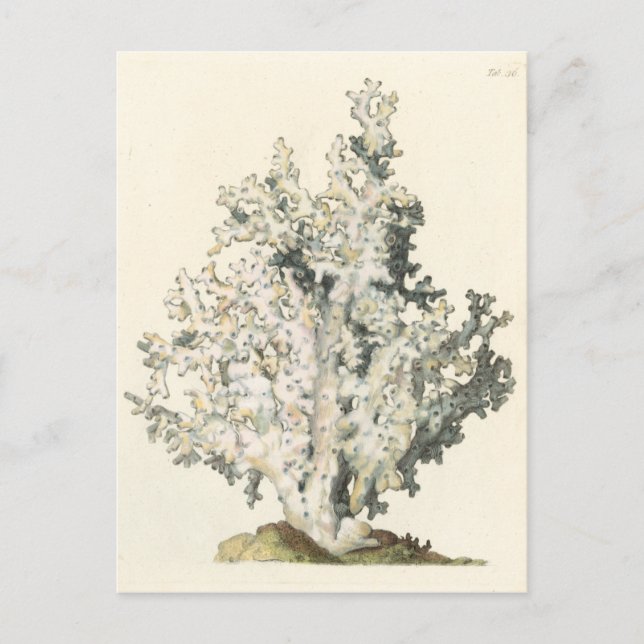 Antique Watercolor Coral Postcard (Front)