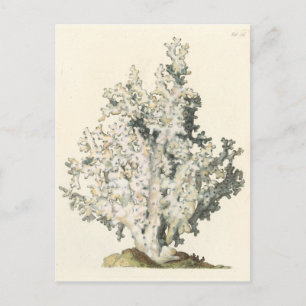 Antique Watercolor Coral Postcard