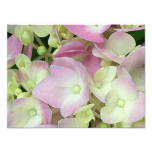Antique White and Dusty Pink Hydrangea Petals Photo Print