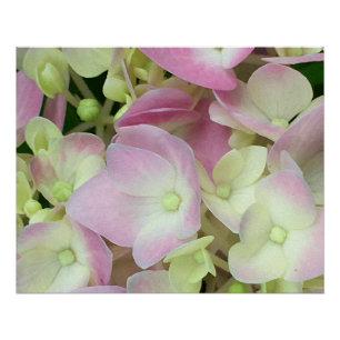 Antique White and Dusty Pink Hydrangea Petals Poster