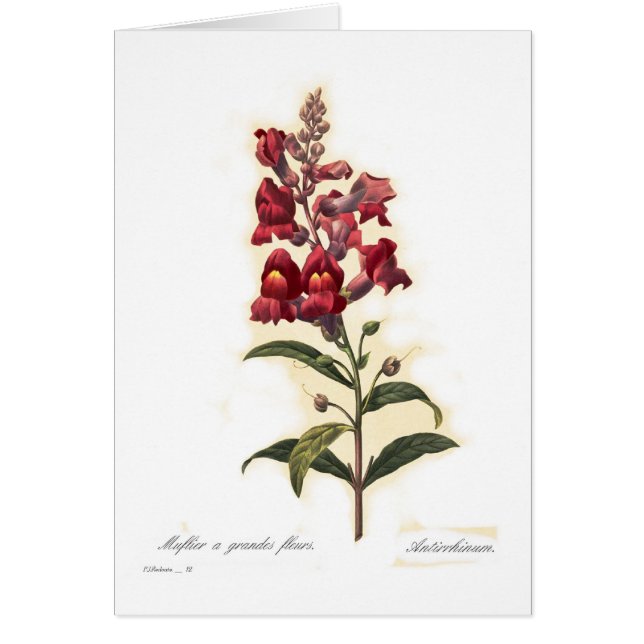 Antirrhinum (Front)