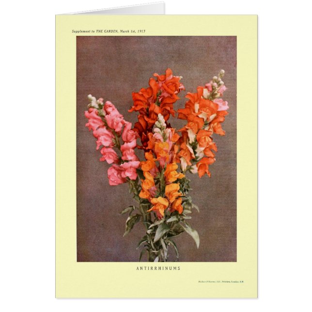 Antirrhinums (Front)