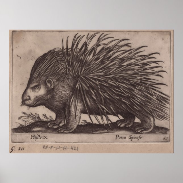 Antonio Tempesta - Stekelvarken  - Porco Spinoso   Poster (Front)