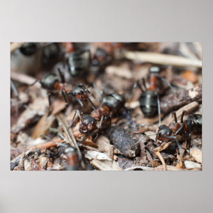 Ant's colony poster