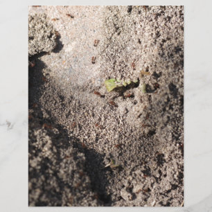 Ants Go Marching