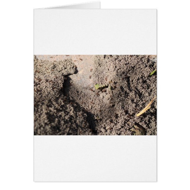 Ants Go Marching (Front)