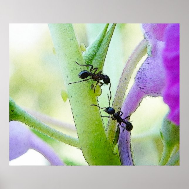Ants In My Plants Poster (Front)